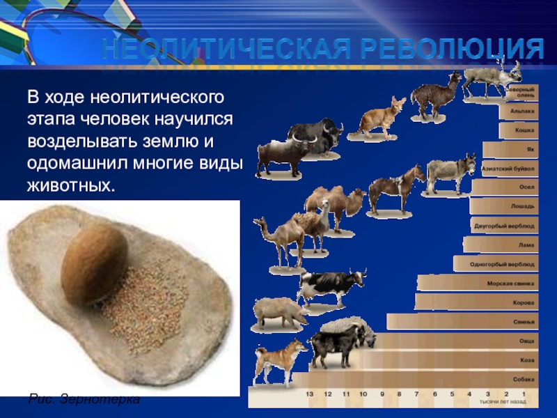 В ходе неолитического этапа человек научился возделывать землю и одомашнил многие виды животных.Рис. Зернотерка