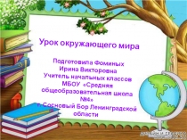 Презентация к уроку по окружающему миру Хвойные деревья