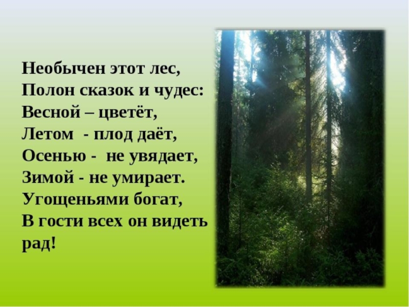 В русском лесу не пройдут. Стихи о лесе. Необычен этот лес полон сказок и чудес. Афоризмы про лес. Лес,цитаты про лес.