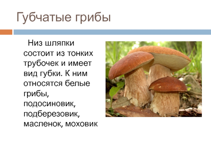 Из чего состоит шляпка гриба