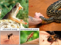 Укусы змей и насекомых