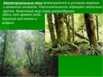 Презентация Ярусы экваториальных лесов