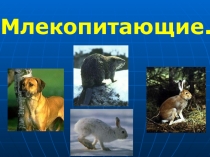 Презентация по окружающему миру млекопитающие