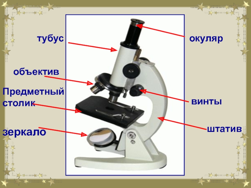 Приборы по биологии. Увеличительные приборы 5 класс биология микроскоп. Увеличительные приборы микроскоп 5 класс. Увеличительные приборы 5. Строение лупы и микроскопа.