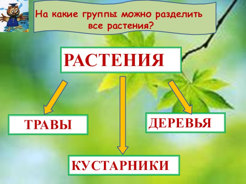 На какие группы разделяются растения. На какие группы можно. На какие группы можно поделить растения. На какие группы можно разделить деревья. На какие группы можно разделить кустарники.