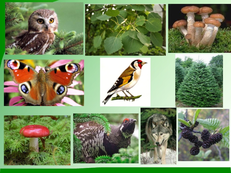 Природное сообщество лес животные. Лес животные и растения. Сообщество растений и животных. Природные сообщества и их обитатели.