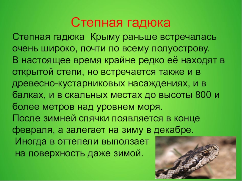 Какой процентов энергии поглощенной растениями 100 переходит к степной гадюке на данной схеме