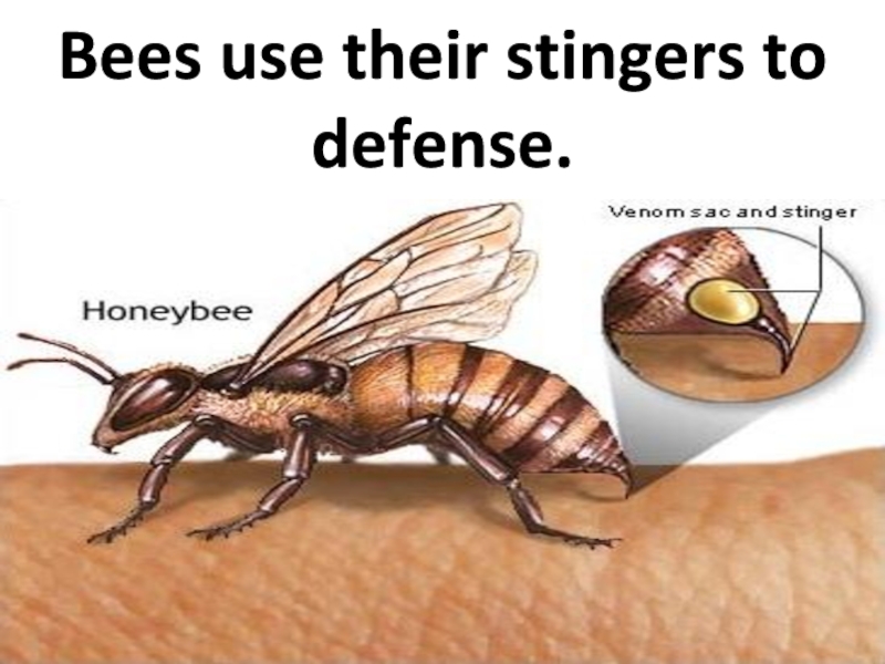 Bees use their stingers to defense.