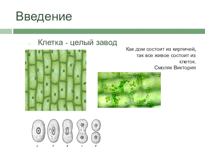 Описание класса биологии 6 класс. Проект по биологии клетка. Клетка основа жизни. Загадка о клетке по Биол. Загадки про клетку по биологии.