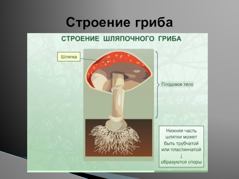 Плодовое тело гриба. Гриб строение шляпочного гриба. Строение гриба мухомора. Строение шляпочного гриба мухомора. Макет гриба с грибницей.