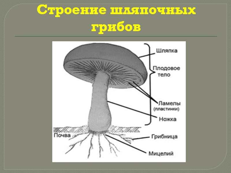 Шляпочные грибы биология 5. Строение гриба с грибницей. Строение гриба 5 класс биология. Части шляпочного гриба 5 класс биология. Строение гриба рисунок биология.