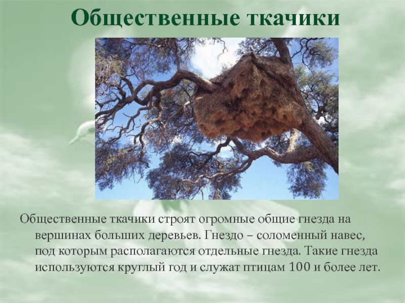 Общественные ткачики строят огромные общие гнезда на вершинах больших деревьев. Гнездо – соломенный навес, под которым располагаются