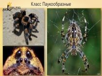 Презентация по биологии на тему Паукообразные (7 класс)