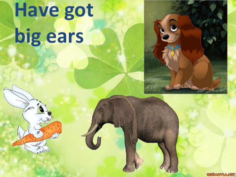 He s got big ears. Have got big Ears. Animals have big Ears. It has got big Ears. Has your Dog got big Ears.