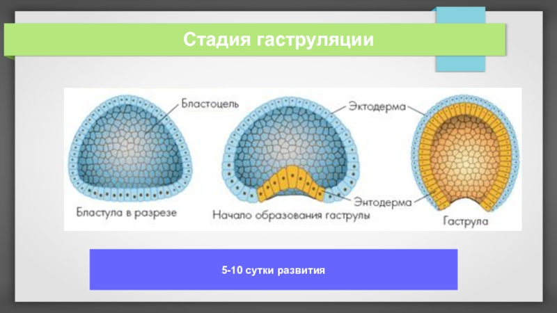 Гаструляция рисунок биология