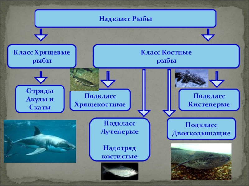 Завершите схему рыбы класс хрящевые