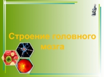 Презентация по биологии на тему Строение головного мозга (8 класс)