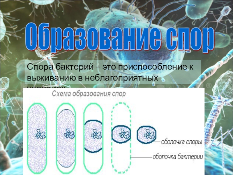 Спора бактерий картинки