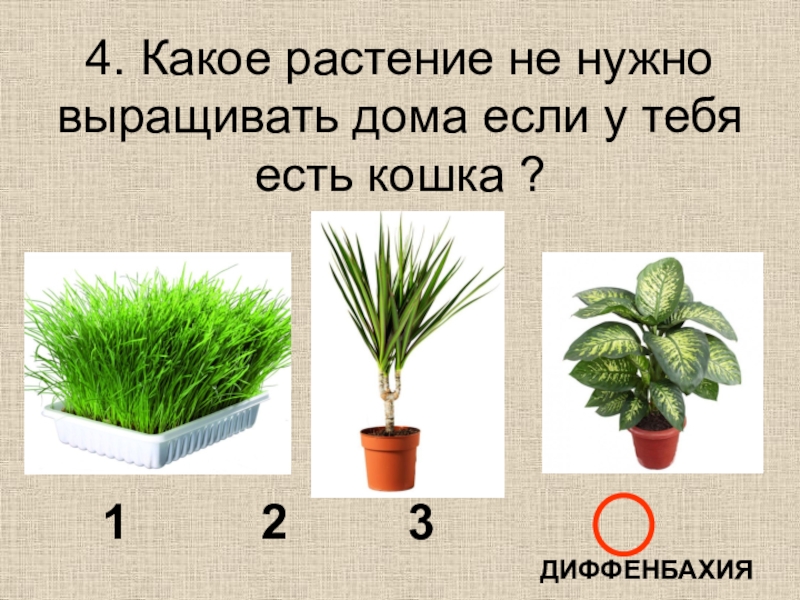 Надо расти. Какое растение. Растениям необходимы. Какие растения нужно. Цветок нужен растению для.