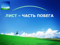 Презентация по биологии Строение и функции листа