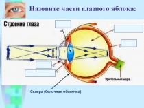 Презентация по биологии на тему Зрительный анализатор (8 класс)