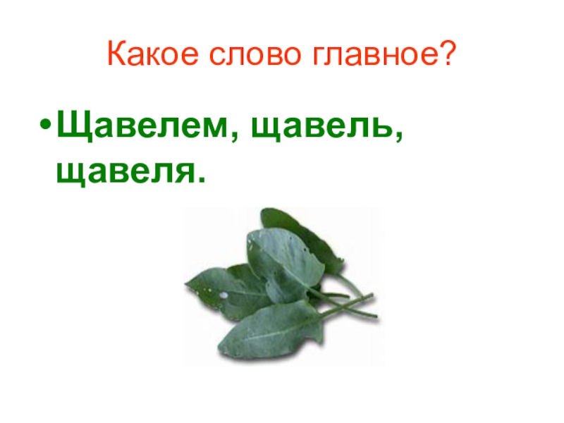 Как правильно щавель или щавель ударение