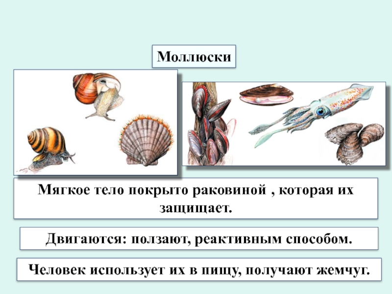 Тело моллюска имеет мантию. Тело моллюска. Тело моллюсков покрыто. Тело покрыто раковиной. Тело ракообразных покрыто.