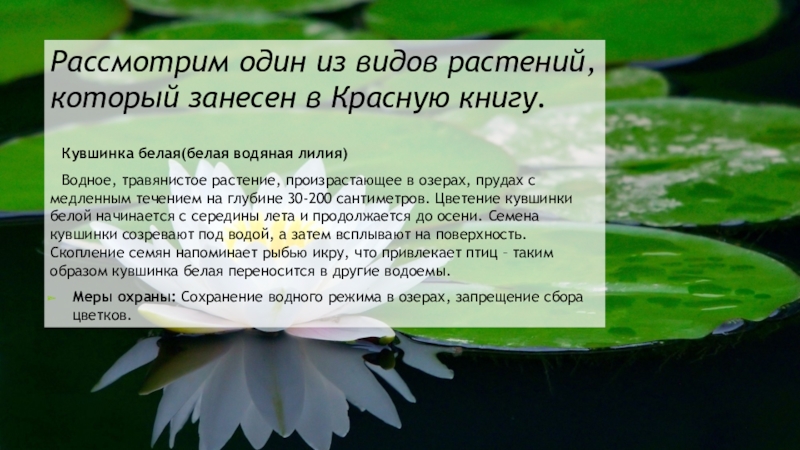 Сохраняй вид. Меры по сохранению кувшинок. Меры о сохранению белых кувшинок. Меры по охране белой кувшинки. Кувшинка белая меры по сохранению.