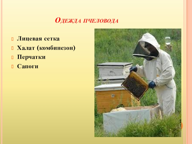 Что делает пчеловод. Проект профессии 2 класс окружающий мир пчеловод. Пчеловод профессия проект. Пчеловод слайд. Дошкольникам о пчеловодстве.