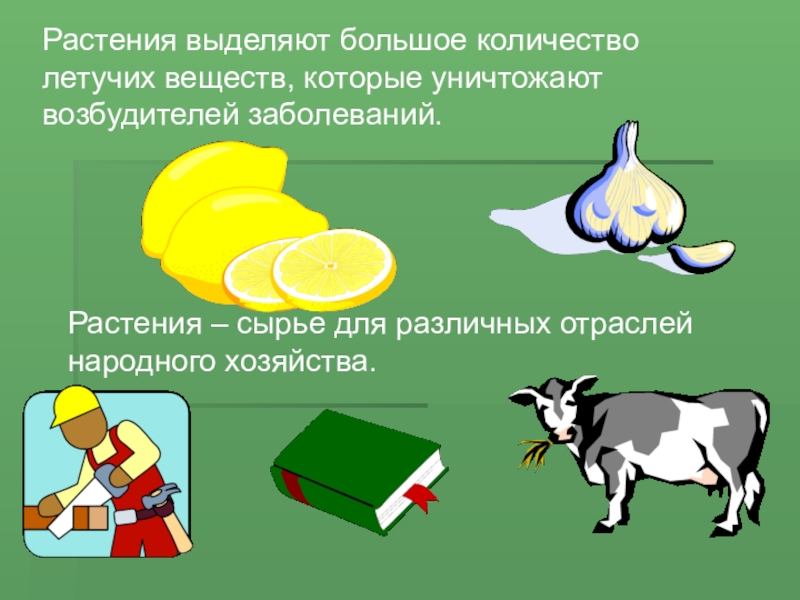 летучие вещества растений