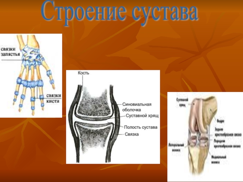 Лучше запястный сустав. Строение запястного сустава. Лучезапястный сустав анатомия строение. Синовиальная оболочка лучезапястного сустава. Суставные поверхности лучезапястного сустава.