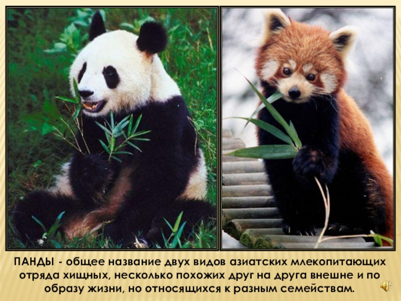 центр большой панды в чэнду. панды в зоопарках японии. названия панд. названия панд. бейби панда.