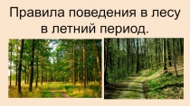 Презентация по окружающему миру на тему Правила поведения в лесу в летний период