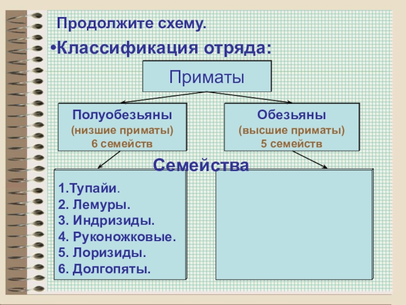 Презентация биология 8 класс 8 вид приматы