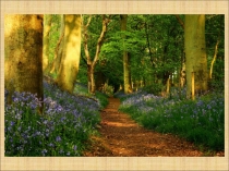 Презентация к уроку Природа и наша безопасность (3класс)