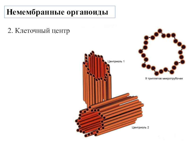 Презентация клеточный центр