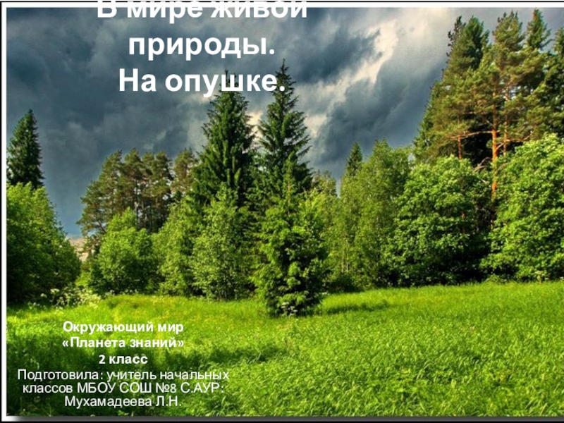 Опушка леса предложение. В мире живойппироде на опушке. Опушка окруженная лесом. Природа России окружающий мир. На опушке леса 2 класс.