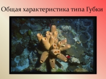 Презентация по биологии на тему:Общая характеристика губок.