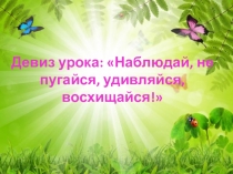 Презентация по биологии на тему Многообразие и значение насекомых