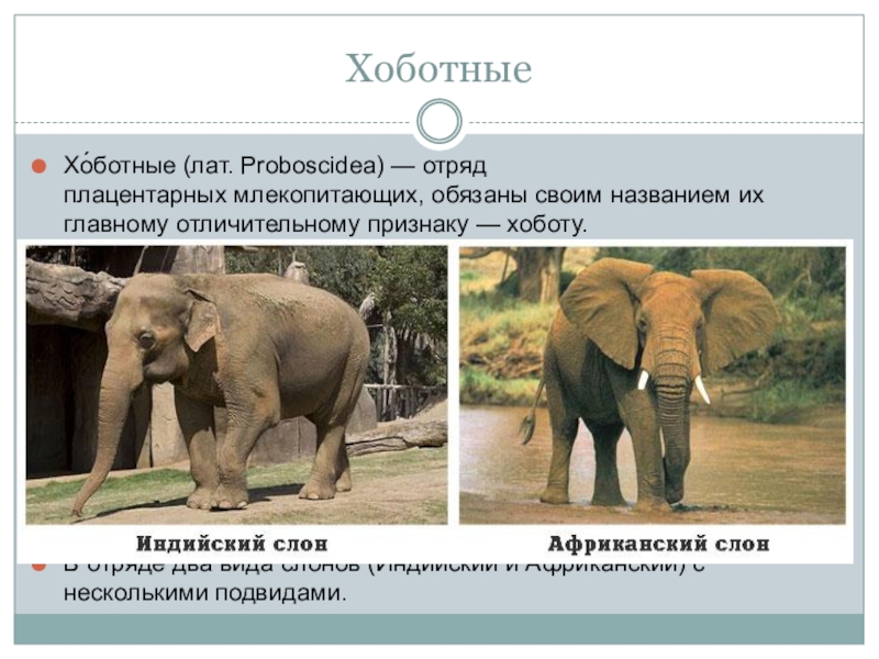 Хоботные млекопитающие презентация