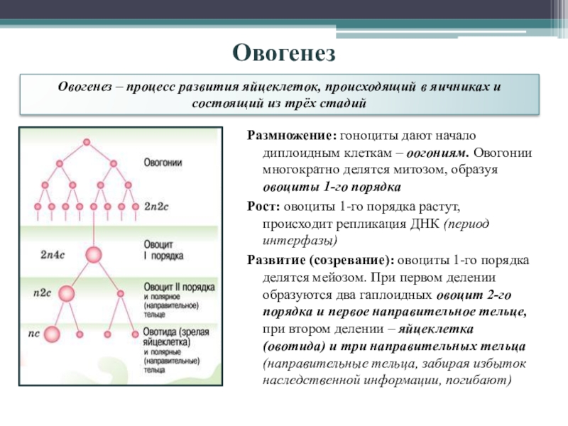 Какой процесс происходящий у животных отображен на схеме