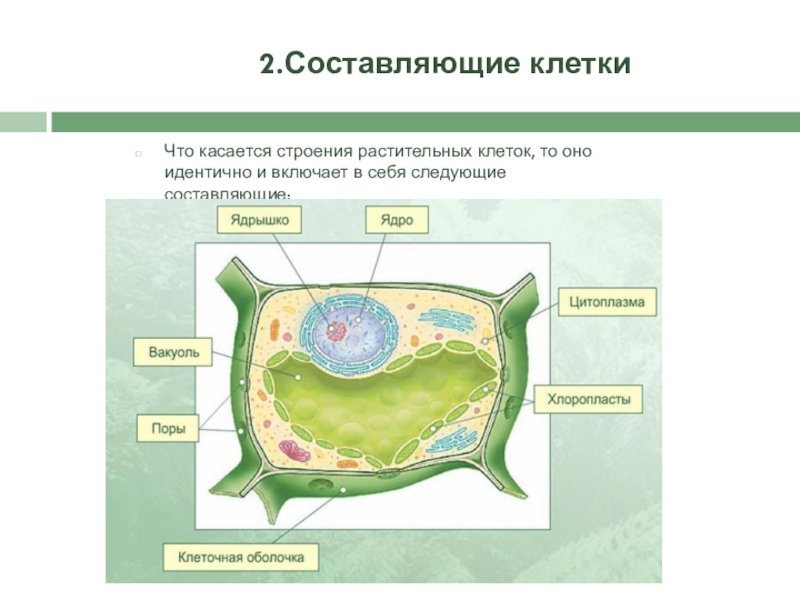 Проект в 6 классе по биологии