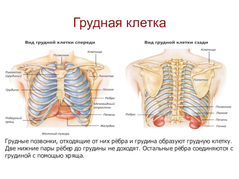 Органы под правой грудью. Грудная клетка спереди анатомия строение. Строение грудной клетки женщины анатомия с органами. Грудная клетка человека строение с органами спереди. Анатомия женских органов грудной клетки.