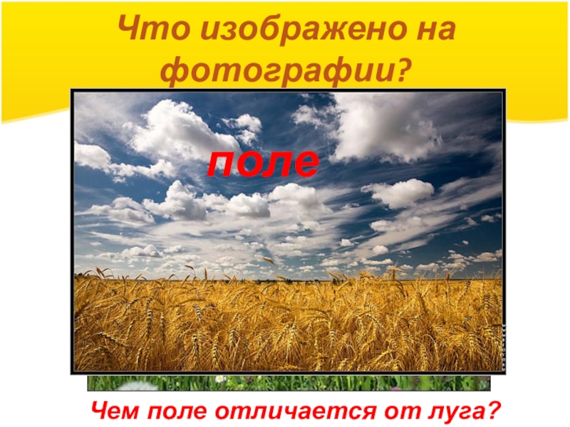 Чем отличается луг. Луг и поле разница. Окружающий мир тема поле. Поле 2 класс презентация. Луга от поля.