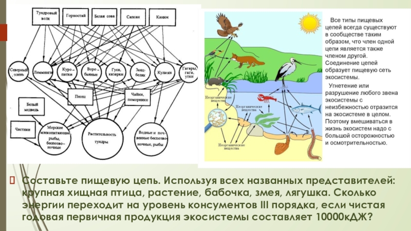 Пищевая сеть биогеоценоза в тундре. Схема трофической сети экосистемы. Экосистема структура экосистемы. Пищевые цепи экосистемы. Пищевая сеть экосистемы.