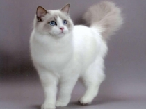 Презентация для дошкольников Домашние животные