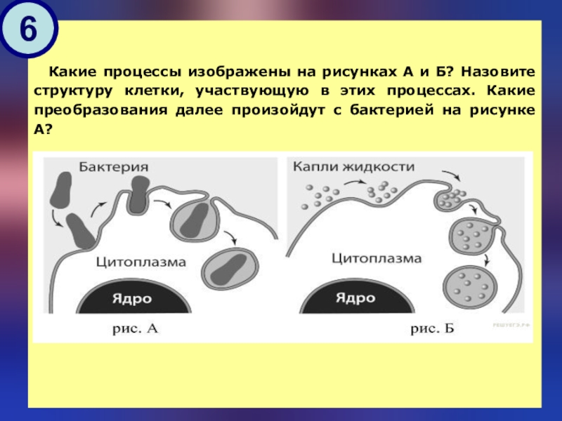 Какой процесс изображен на рисунке 1