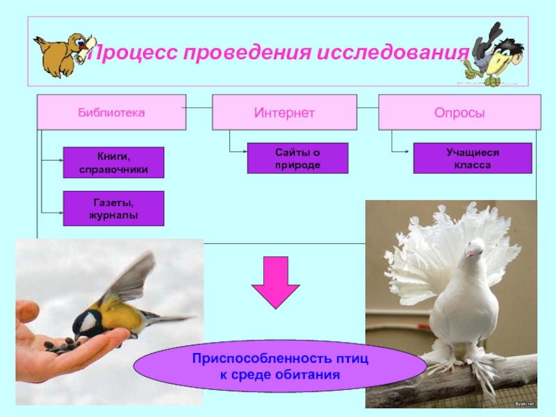 Экологические типы птиц презентация 7 класс биология