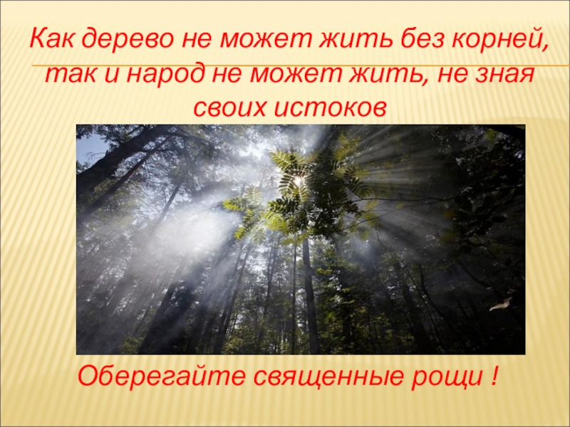 Без рода. Дерево не может жить без. Марийские Священные Рощи презентация. Человек без друзей как дерево без корней. Человек без истории как дерево без корней.