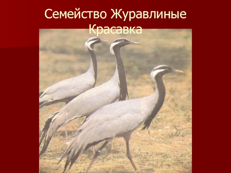 Красная книга калмыкии рисунок